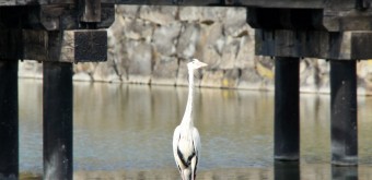 Matsumoto Castle, Heron under a red bridge crossing the moat