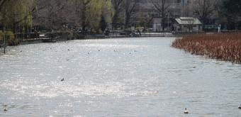 Ueno Park, Shinobazu Pond 2
