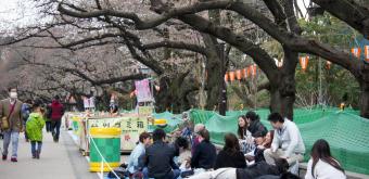 Ueno Park, cherry blossoms and hanami party