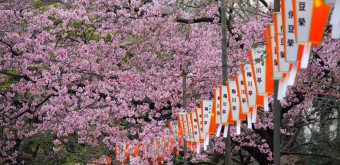 Ueno Park, paper lanterns and cherry blossoms