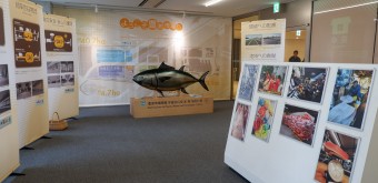 Tuna auction information in Toyosu