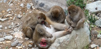 Jigokudani Monkey Park 7