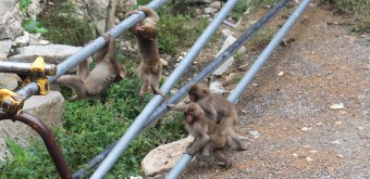 Jigokudani Monkey Park 8