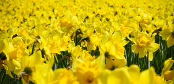 Hitachi Seaside park (Ibaraki), Narcissus flowers 2
