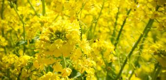 Hitachi Seaside park (Ibaraki), Oilseed rape flowers