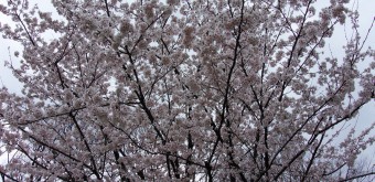 Kanazawa Castle, Cherry trees in the park 4