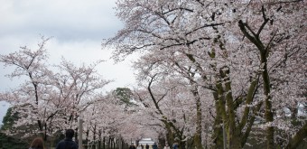 Kanazawa Castle, Cherry trees in the park 5