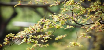 Sankei-en Garden, Yokohama, Maple Tree Branch