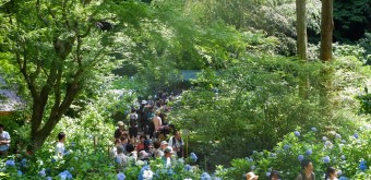 Meigetsu-in, Ajisai hydrangeas in June 3