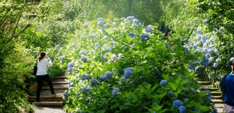 Meigetsu-in, Ajisai hydrangeas in June 2