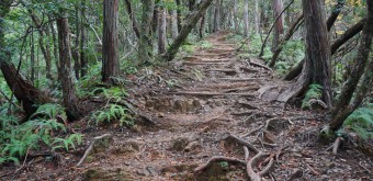 Kumano Kodo, Dainichi-goe hiking trail in Tanabe (Wakayama)