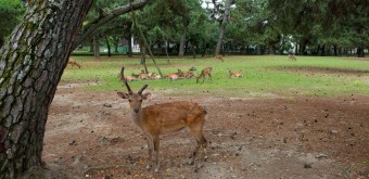Nara Park, Nara during Coronavirus Outbreak in June 2020