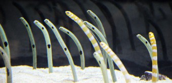 Sumida Aquarium Tokyo 6