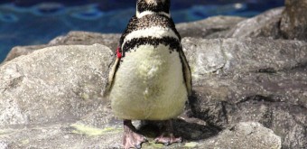 Sumida Aquarium Tokyo 7