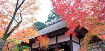 Jojakko-ji (Kyoto), Niomon Gate and red maple trees