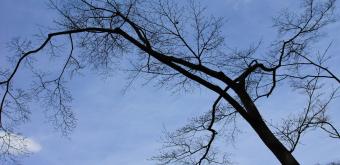 Isui-en (Nara), Vegetation 2