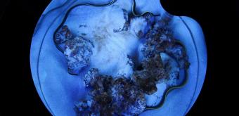 Aqua Park Shinagawa, Coral environment water tanks 3