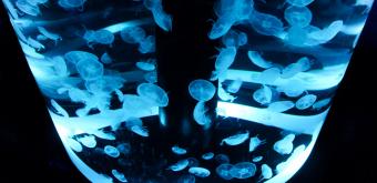 Aqua Park Shinagawa, Jellyfish Ramble