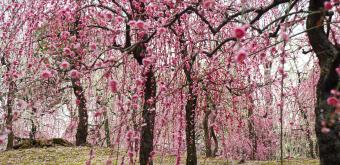 Jonan-gu Shrine (Southern Kyoto), Weeping Plum Trees (Shidare Ume) Forest 2