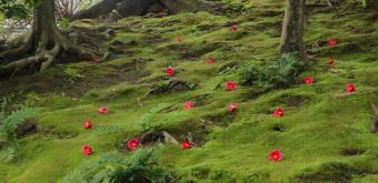 Jonan-gu Shrine (Southern Kyoto), Camelia and moss garden