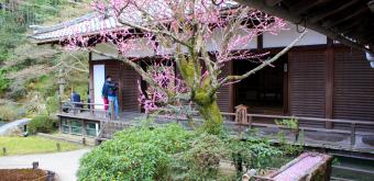 Shoren-in (Kyoto), Blooming plum trees