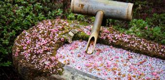 Shoren-in (Kyoto), Stone basin covered with plum flowers