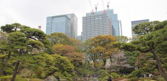Kokyo Higashi Gyoen (Tokyo) during sakura season 6