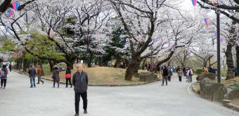 Asukayama Park, Under the cherry trees 4