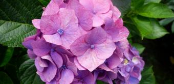 Kencho-ji (Kamakura), Blooming hydrangea