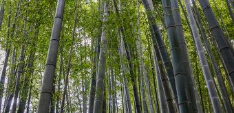 Hokoku-ji temple in Kamakura, Bamboo grove 10