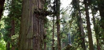 Mount Haguro (Dewa Sanzan), Thousand years old cedar Jiji-sugi