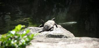 Toyokawa Inari (Aichi Prefecture), Turtles and koi carps in the pond