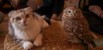 Nakazaki-cho in Osaka, Hukulou Cafe a cat and owl café