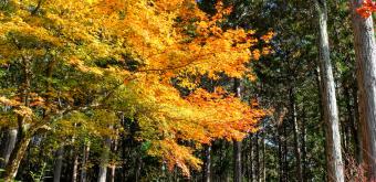 Enko-ji, Stone torii gate