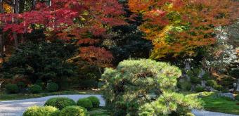 Manshu-in (Kyoto), Daishoin view of the dry garden in autumn