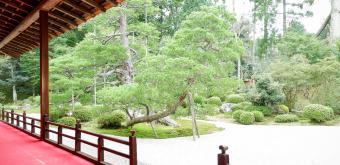 Manshu-in (Kyoto), Daishoin view of the dry garden and century-old pine tree in summer