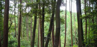 Chion-in temple in Kyoto, View on the forest of Mounts Higashiyama