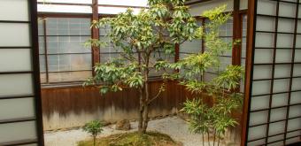 Daikaku-ji (Kyoto), View on an inner garden