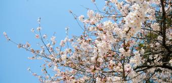 Keitaku-en (Osaka), Plum trees in bloom in the Japanese garden 8