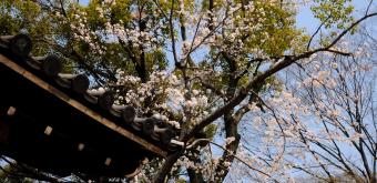 Keitaku-en (Osaka), Plum trees in bloom in the Japanese garden 9