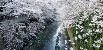 Blooming cherry trees on the Kanda River from Omokage-bashi Bridge 2
