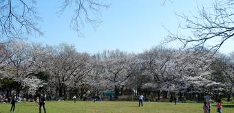 Zenpukuji-gawa (Tokyo), Lawn and blooming cherry trees in spring on the banks of the river