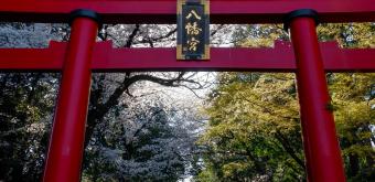 Zenpukuji-gawa (Tokyo), Torii gate of the shrine on the bank of the Zenpukuji River