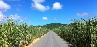 Kume-jima Island in Okinawa, Sugar canes fields
