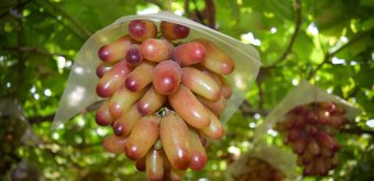 Japanese grape at Shirone Grape Garden in Niigata