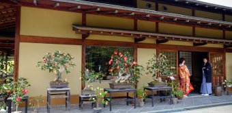 Daisen Park (Sakai, Osaka), Bonsai exhibition in the Japanese garden