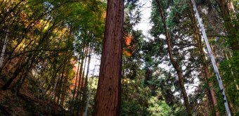Tanukidani-san Fudo-in (Kyoto), Cemetery and Tohba steles surrounding a cedar tree