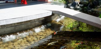 Basara-tei (Shima, Ise), Carps pond and access to the restaurant Sakanahen