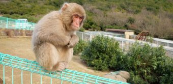 Shodoshima (Shikoku), Monkey Valley Choshikei Osaru no Kuni