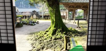 Daijo-ji (Kasumi, Hyogo), View on the temple's grounds from Kyakuden pavilion